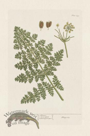 BEE 459 Deadly Carrot